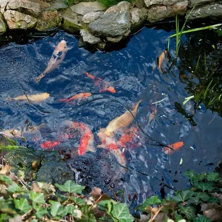 Pension Mellis Napoca